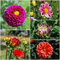 Flowers_Botan19