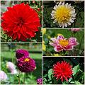 Flowers_Botan20