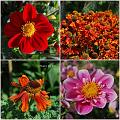 Flowers_Botan22