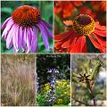Flowers_Botan26