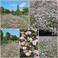 Flowers_Botan28