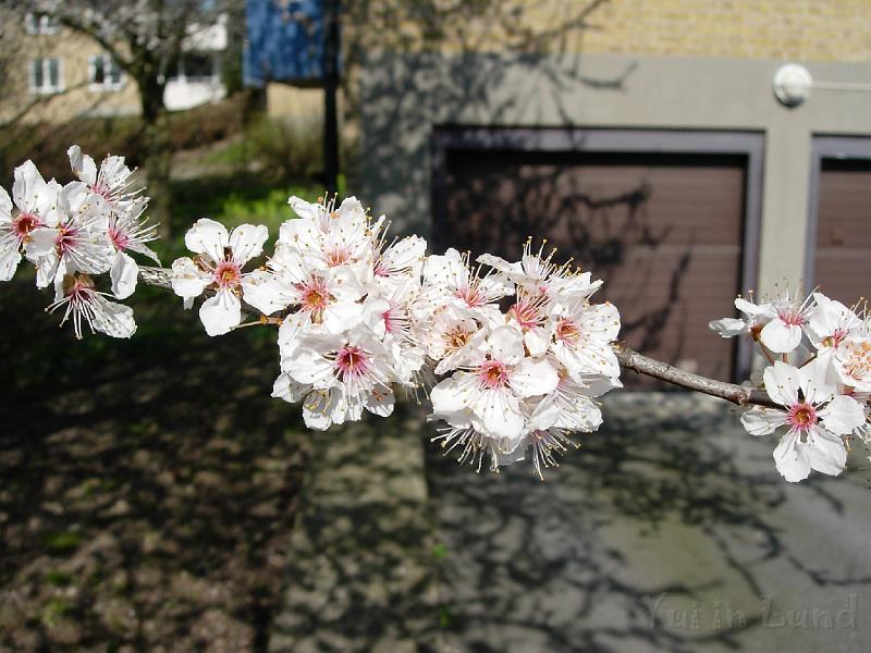 DSCN4987.JPG