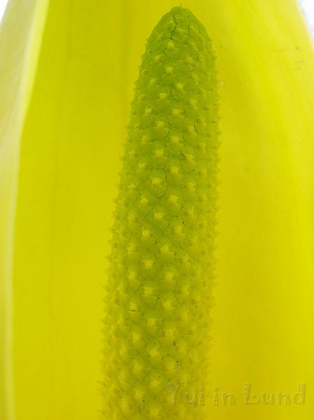 DSCN5084.JPG