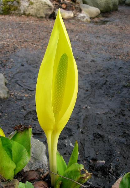 DSCN5086.JPG
