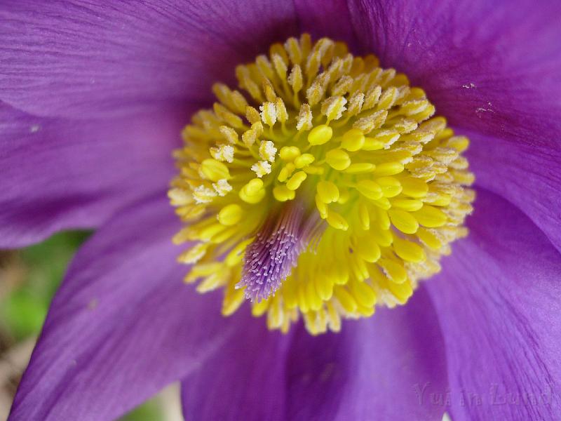 DSCN5183.JPG