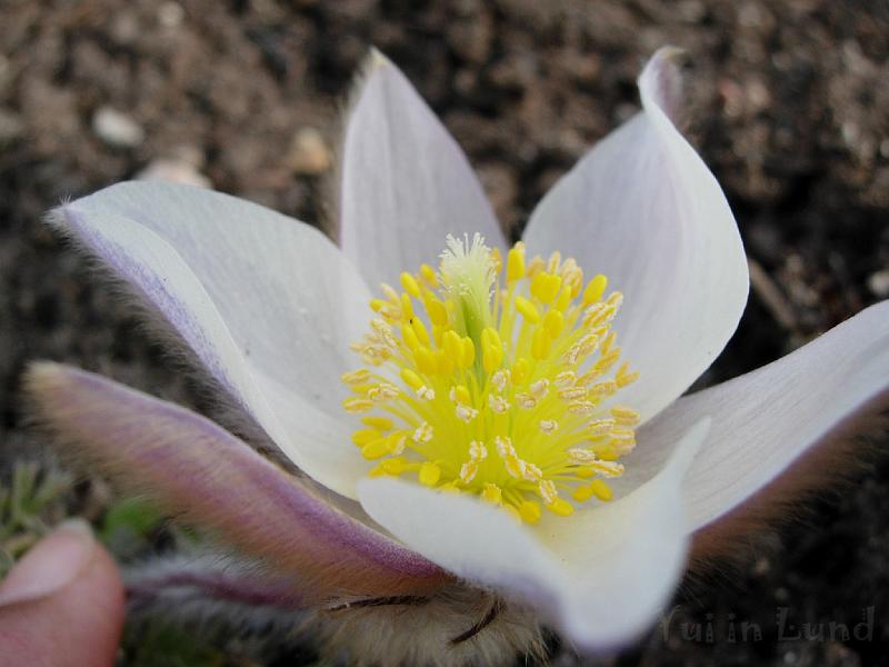 DSCN5185.JPG