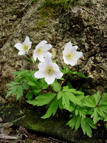 DSCN5237.JPG