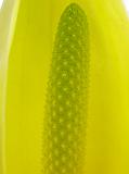 DSCN5084