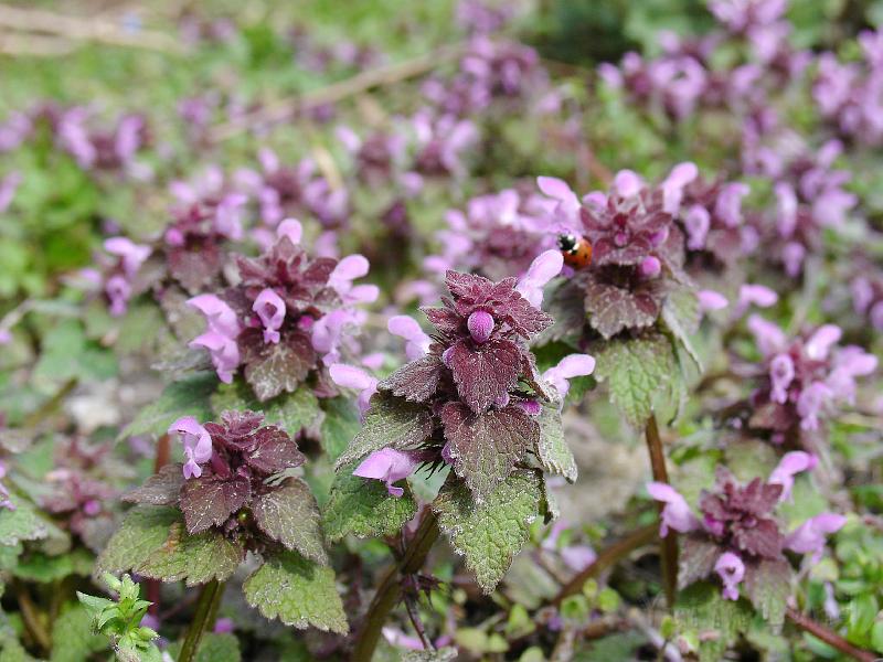DSC02044.JPG