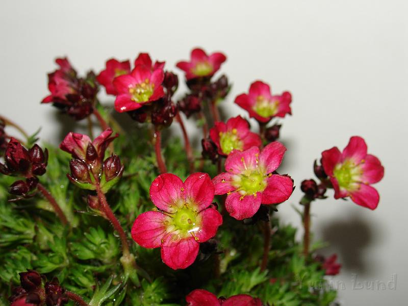 DSC02127.JPG