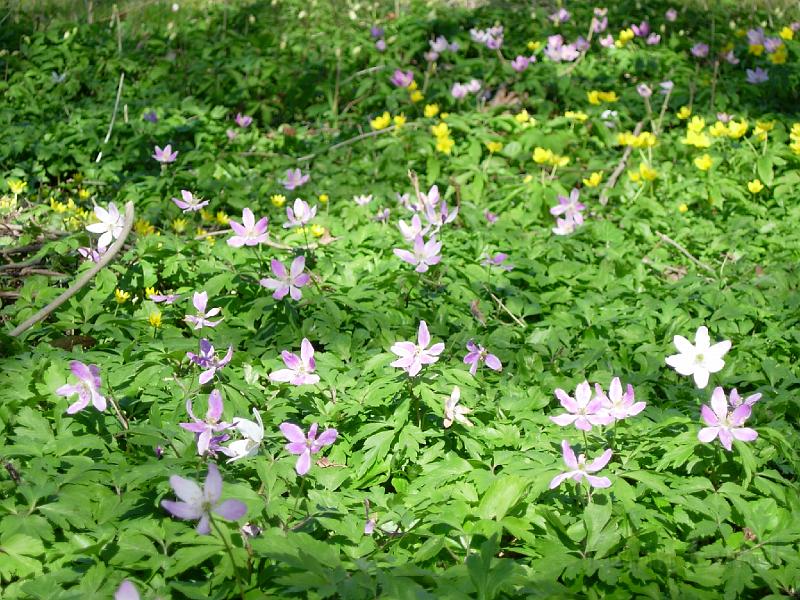 DSCN5279.JPG