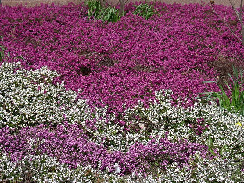 DSC00871.JPG - Ljung