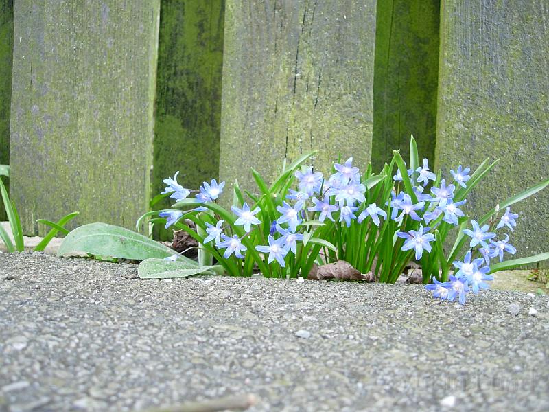 DSCN4720.JPG - vårstjärna