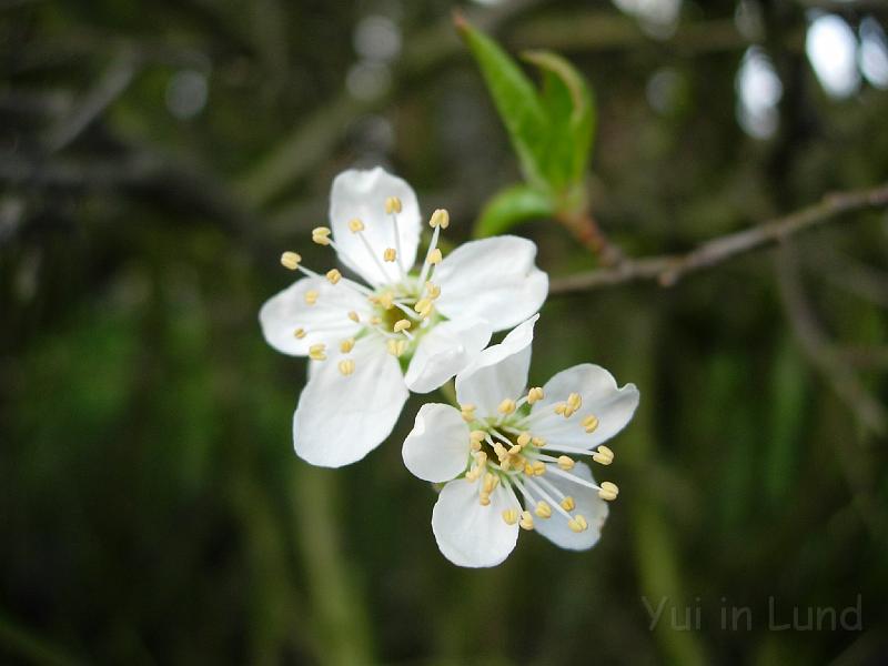 DSCN4742.JPG - .