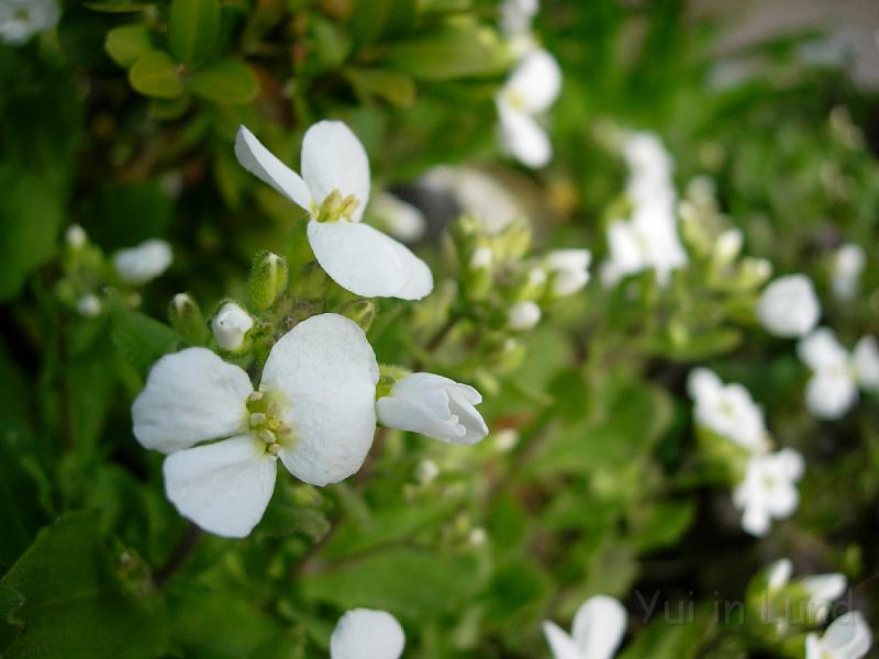 DSCN4746.JPG - .