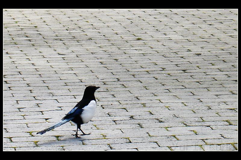 bird02.jpg - ตัวนี้ชื่อ en skata 
ยุ้ยไปดักซุ่มอยู่หลังต้นไม้แล้วก็แชะๆ แต่ว่าคุณเธอรู้ตัวก็เลยเดินหนี ยุ้ยก็เดินตาม คุณเธอก็เดินหนี ไอ้เราคิดว่าจะบินหนี