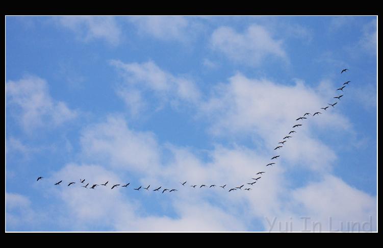bird03.jpg - ดูๆ นกอพยพ... สวีเดนเปิดกว้างเสมอ