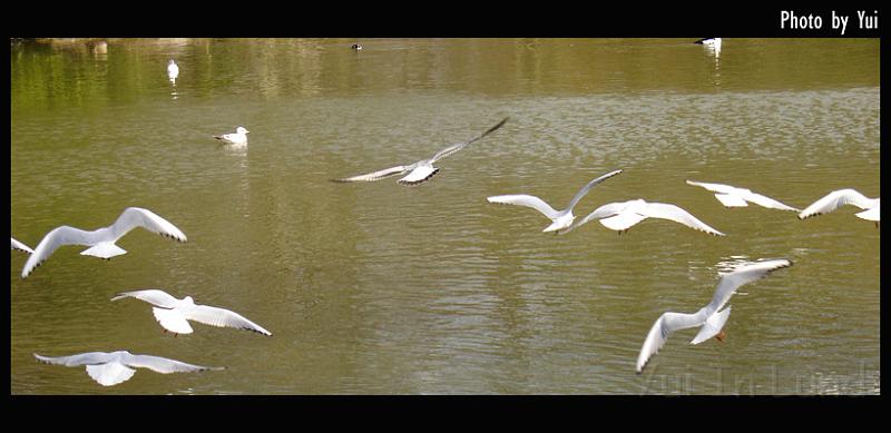 bird06.jpg - นกพวกนี้เสียงดังมากมาย(Mosar)... แต่พ่อมันบินแล้วสวย ใช่เล่นเลยค่ะ