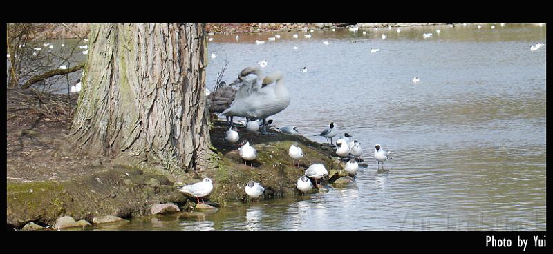 bird07.jpg - ก็ไปเดินวนๆ ที่สวนสาธารณะในลุนด์