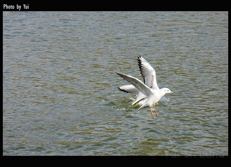 bird08.jpg