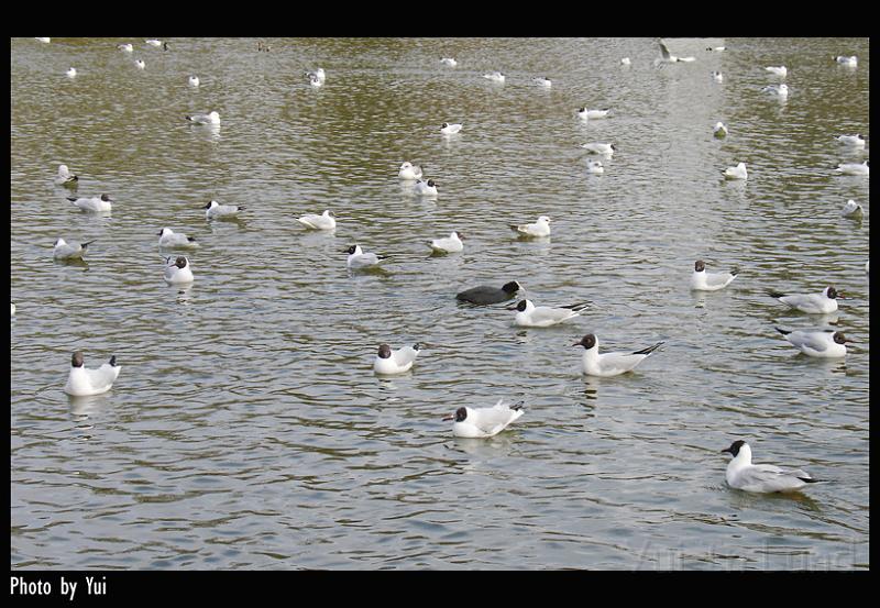 bird09.jpg - นกยั้วเยี้ยไปหมด