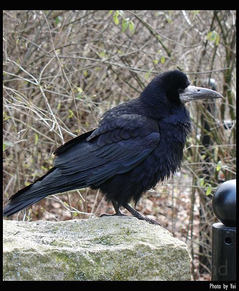 bird11.jpg - ตัวนี้ชื่อ en råka