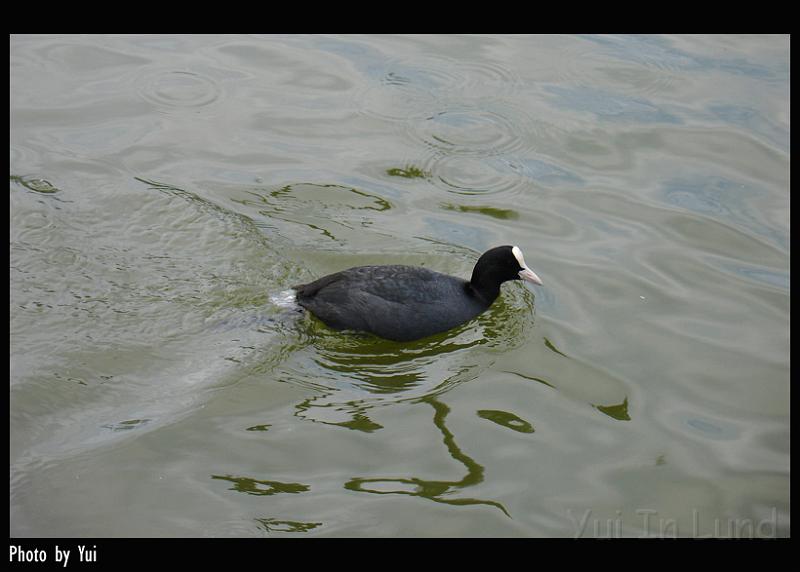bird17.jpg - ตัวไรหว่า? มีไม่มากนัก