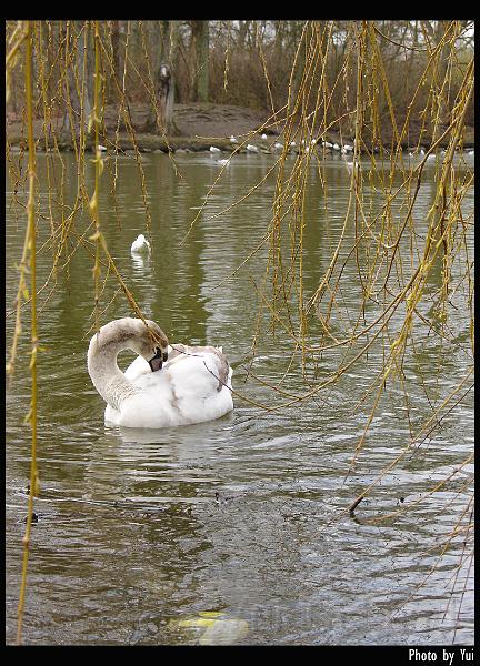 bird18.jpg - มาแอบแอบดูหงส์ (svanar) เล่นน้ำกัน...