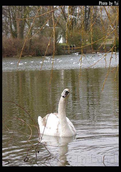bird19.jpg - Den nyfikna svanen  "มองอะไรย่ะเธอ"