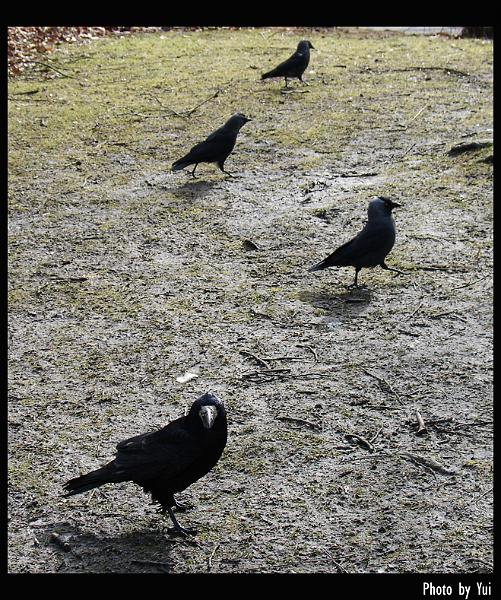 bird22.jpg - นั่นๆ มันมาตั้งแถวสวนสนามโชว์