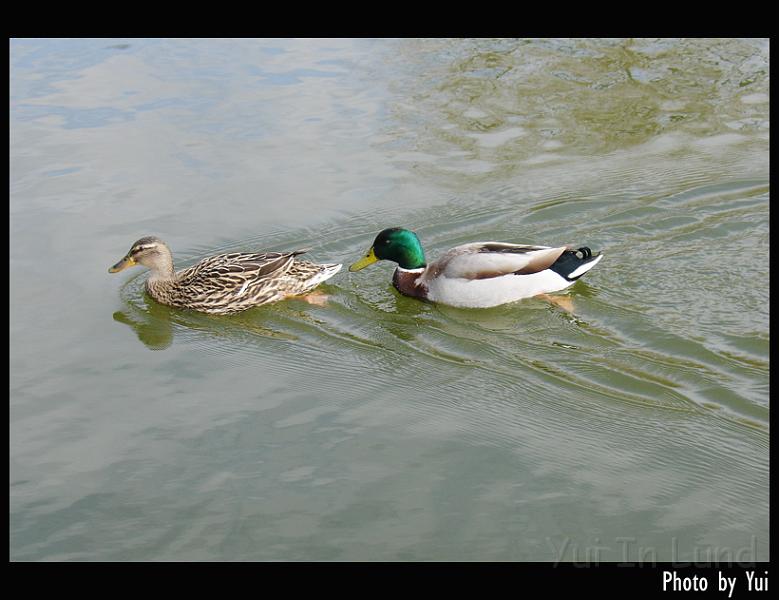 bird25.jpg - "Please listen to me, baby!"

"No, I saw it clearly"
