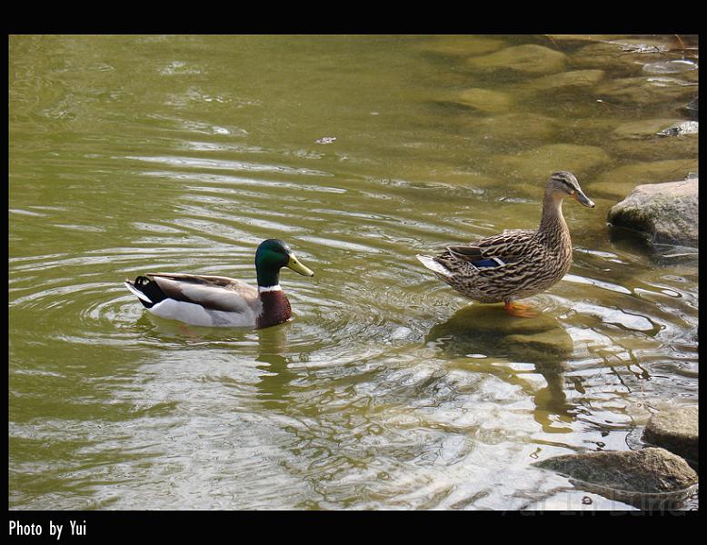 bird26.jpg - "I love only you, baby. I did not think anything with that girl"

"But why you do like that? No, I don't believe you! You make me so disappointed."