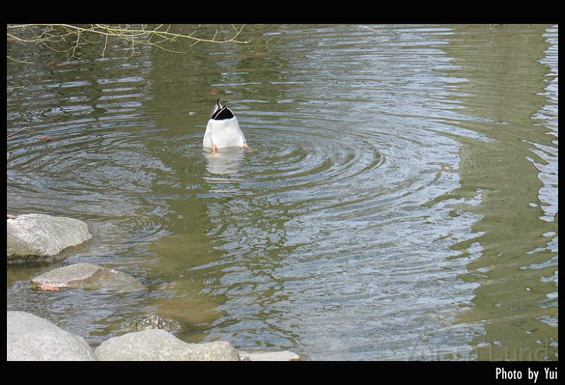 bird27.jpg - "Amm... How can I make you belive me that is nothing!?

Oh! I want to die"