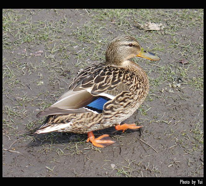 bird30.jpg - Hmmm... (ตัวเมีย)