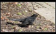 bird01