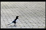 bird02