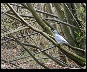 bird04