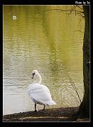 bird05