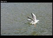 bird08