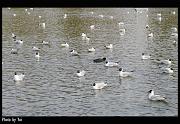 bird09