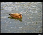 bird10