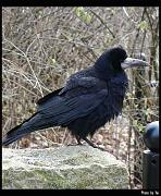 bird11