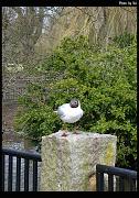 bird12