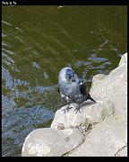 bird13
