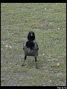 bird14