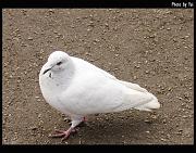 bird15