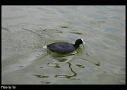 bird17