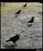 bird22