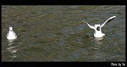 bird23