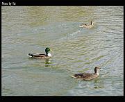 bird24